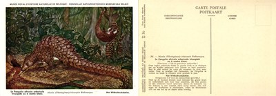 036 Le Pangolin africain arboricole tricuspidé ou à ventre blanc - Het Witbuikschubdier.jpg