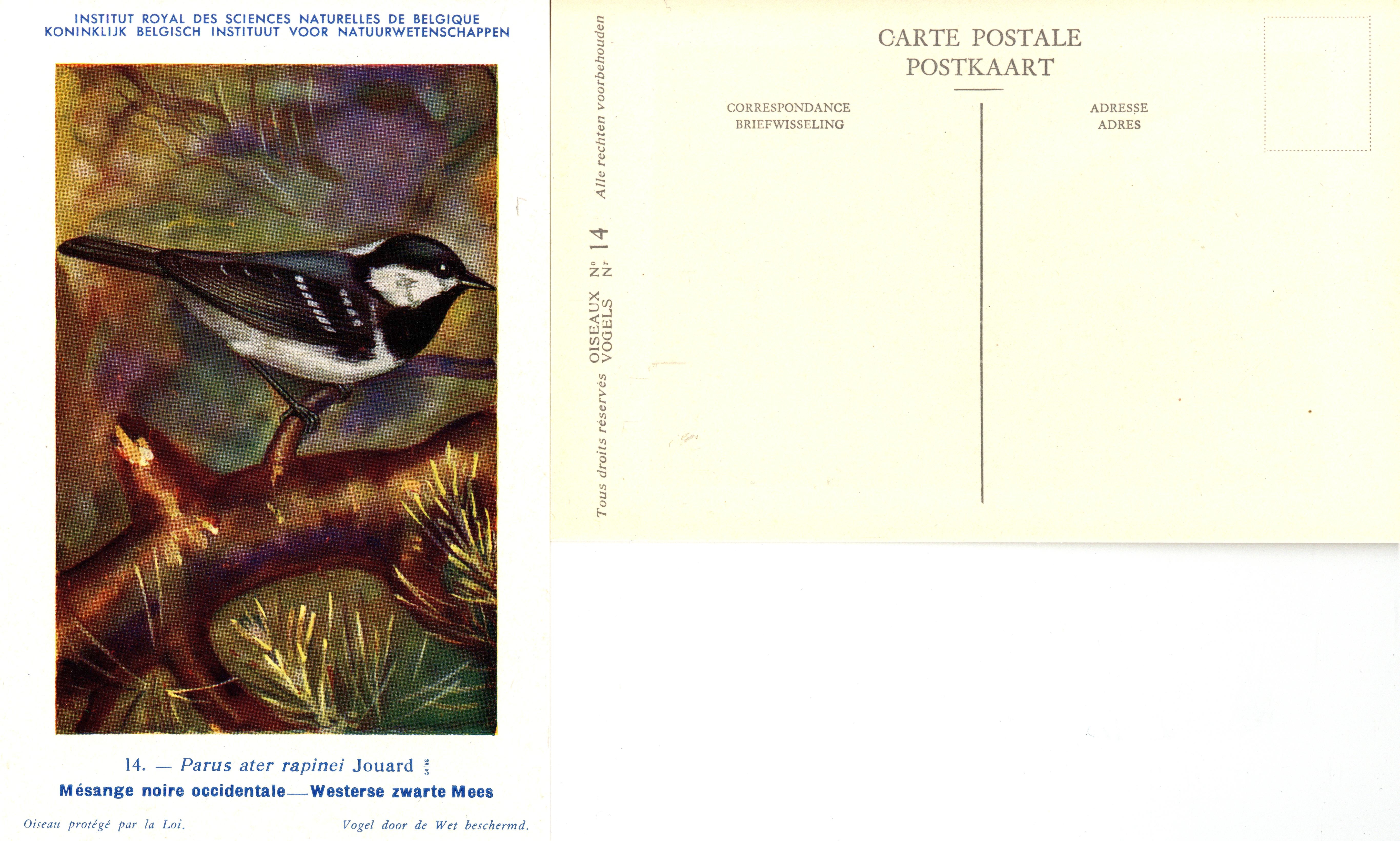 014 Mésange noire occidentale - Westerse zwarte Mees