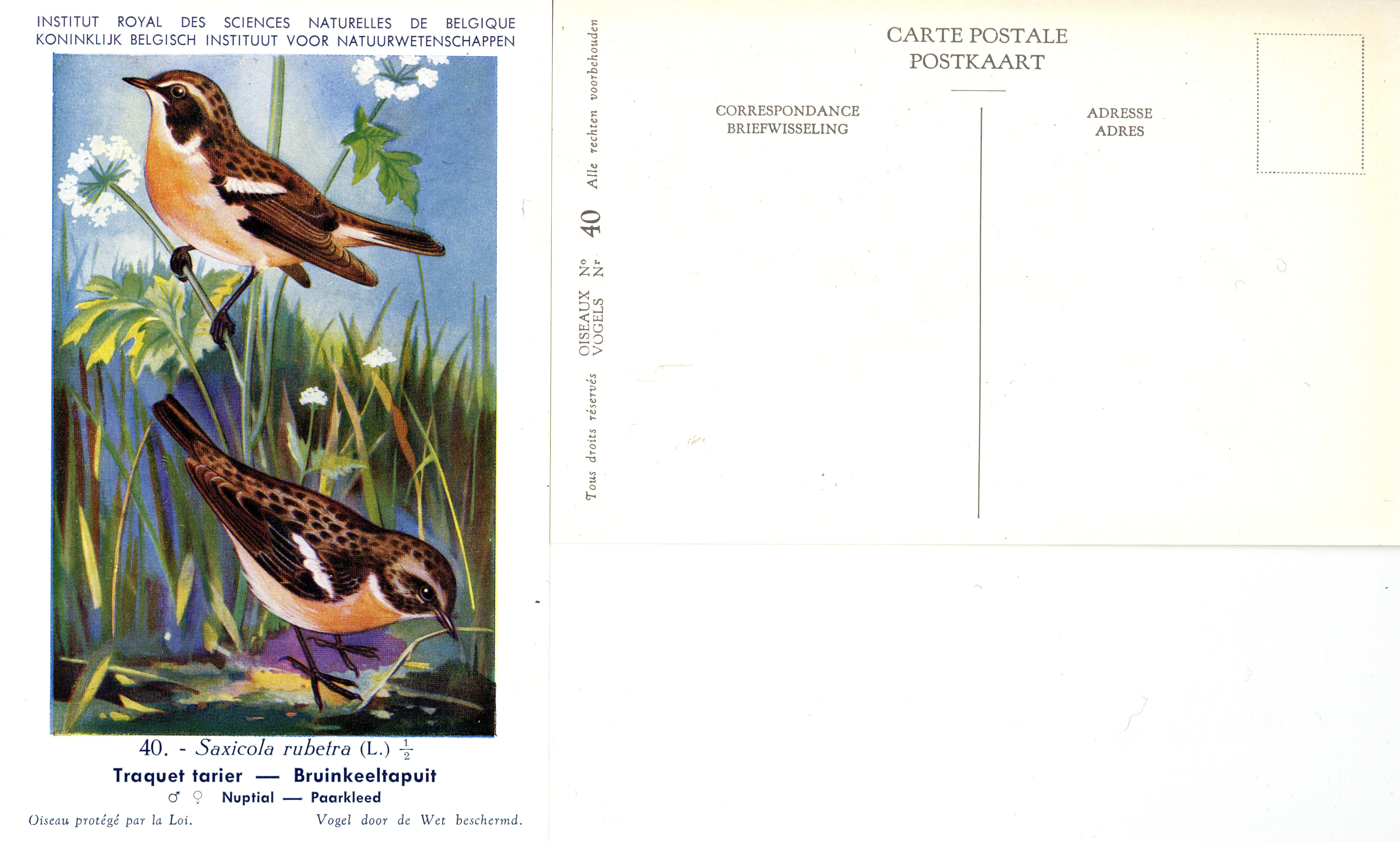 040 Traquet tarier - Bruinkeeltapuit