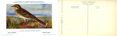 001 Pipit Richard - Grote Pieper