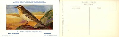 002 Pipit des champs - Duinpieper