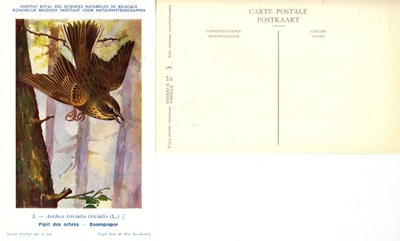 003 Pipit des arbres - Boompieper