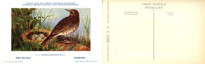 004 Pipit des prés - Graspieper