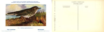 005 Pipit aquatoc - Waterpieper