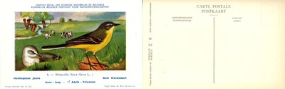 006 Hochequeue - Gele Kwikstaart