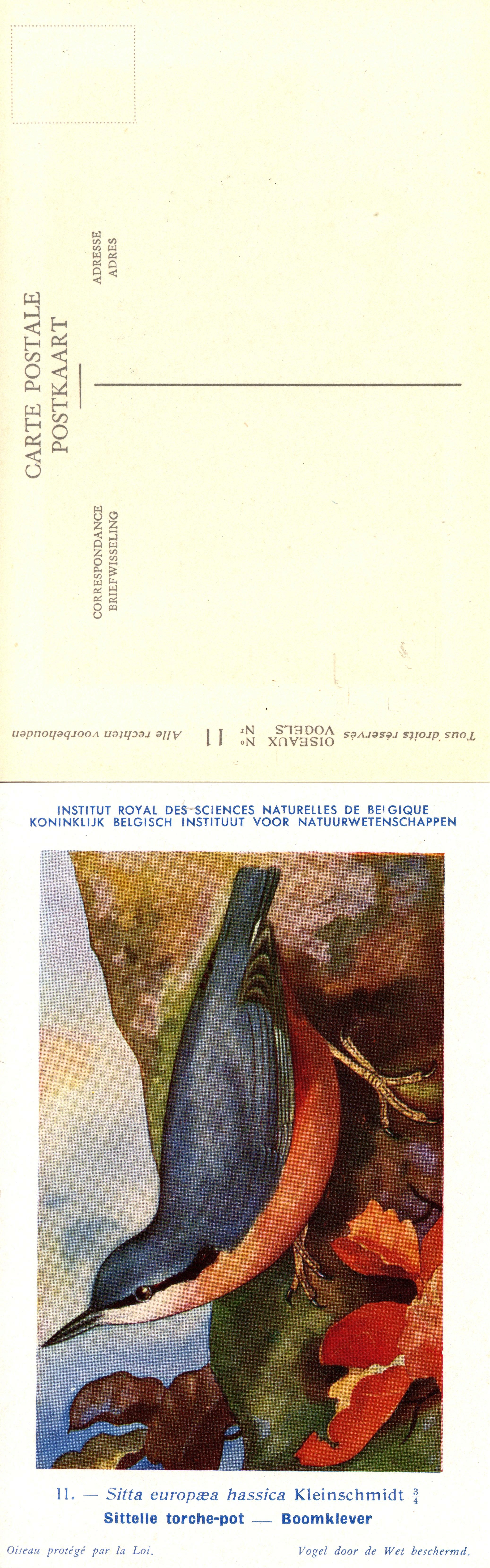 011 Sittelle torche-pot - Boomklever