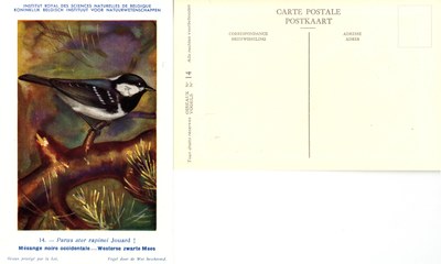 014 Mésange noire occidentale - Westerse zwarte Mees