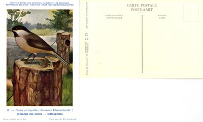 017 Mésange des saules - Matkopmees