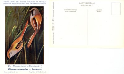 021 Mésange à moustaches - Baardmees