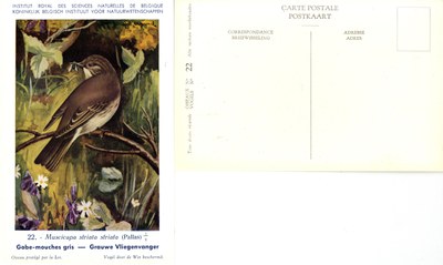 022 Gobe-mouches gris - Grauw Vliegenvanger