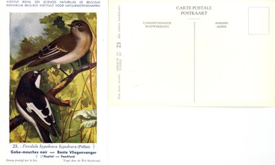 023 Gobe-mouches noir - Bonte Vliegenvanger