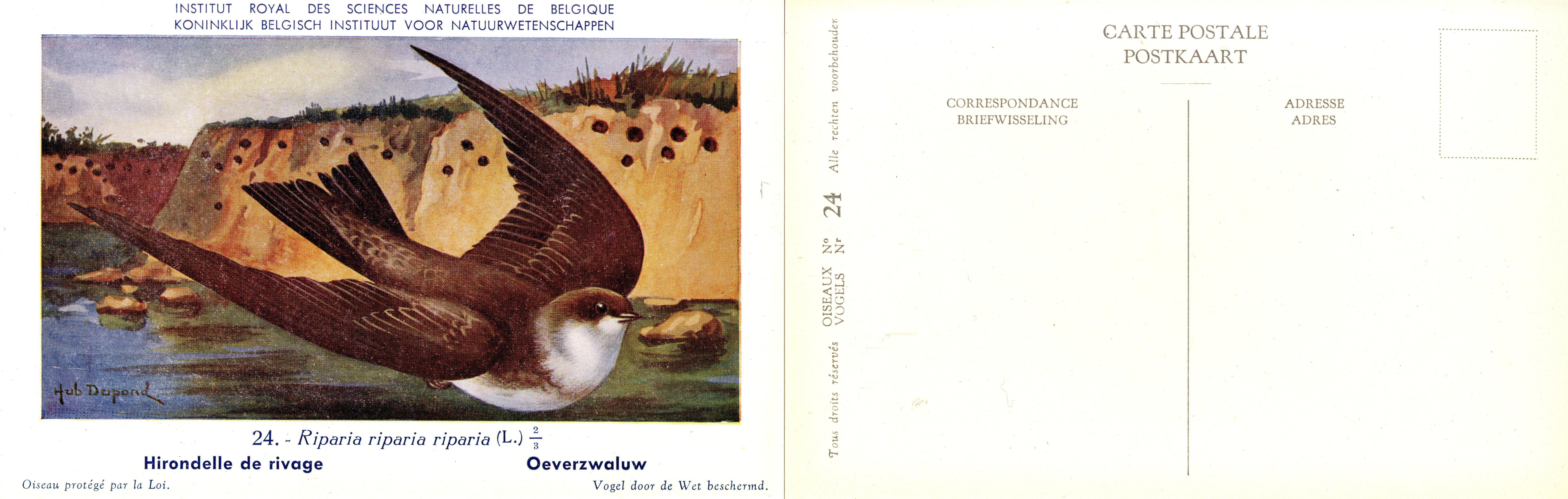 024 Hirondelle de rivage - Oeverzwaluw