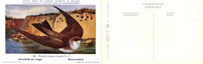 024 Hirondelle de rivage - Oeverzwaluw