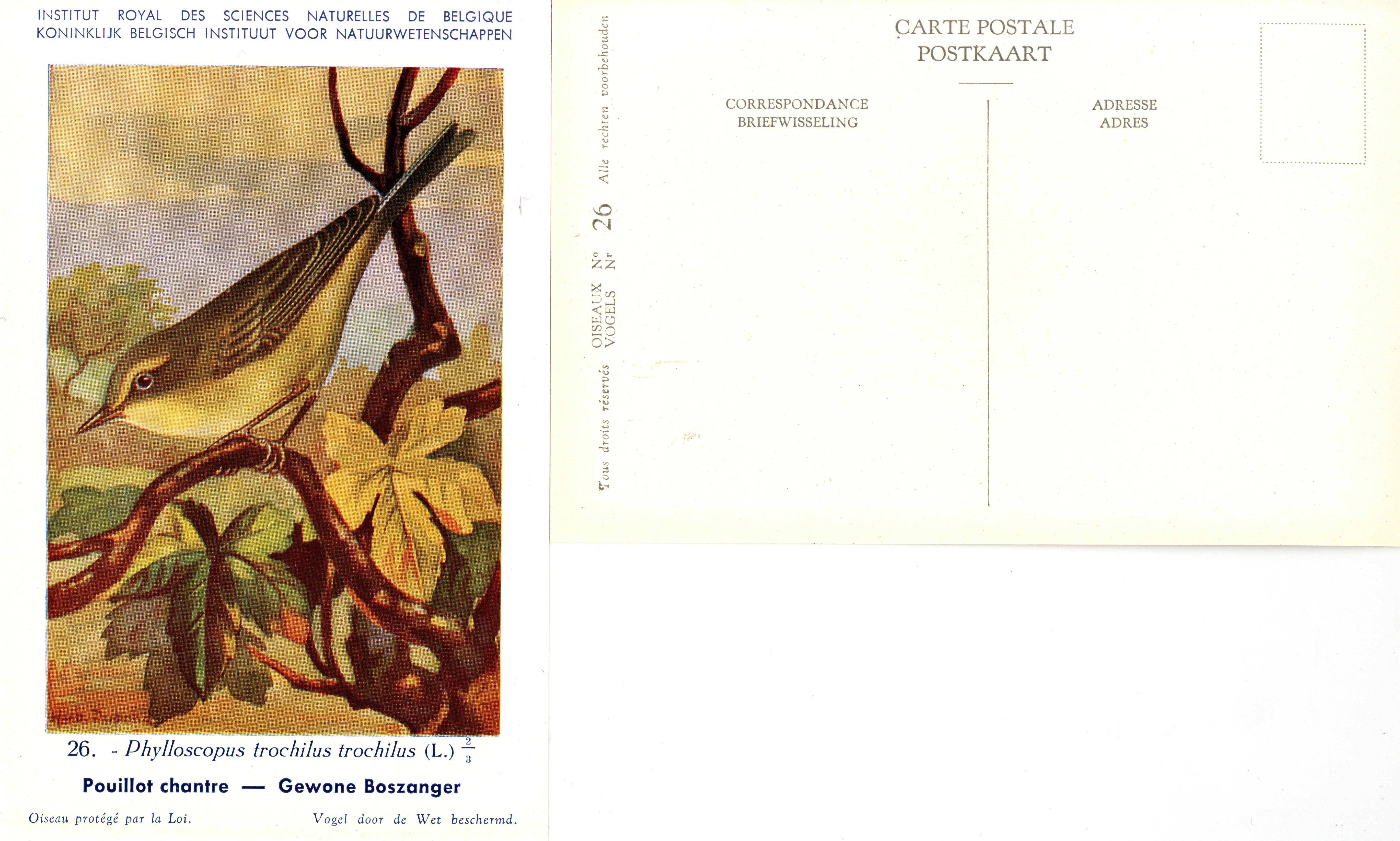 026 Pouillot chantre - Gewone Boszanger