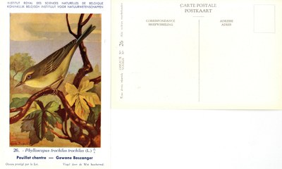 026 Pouillot chantre - Gewone Boszanger