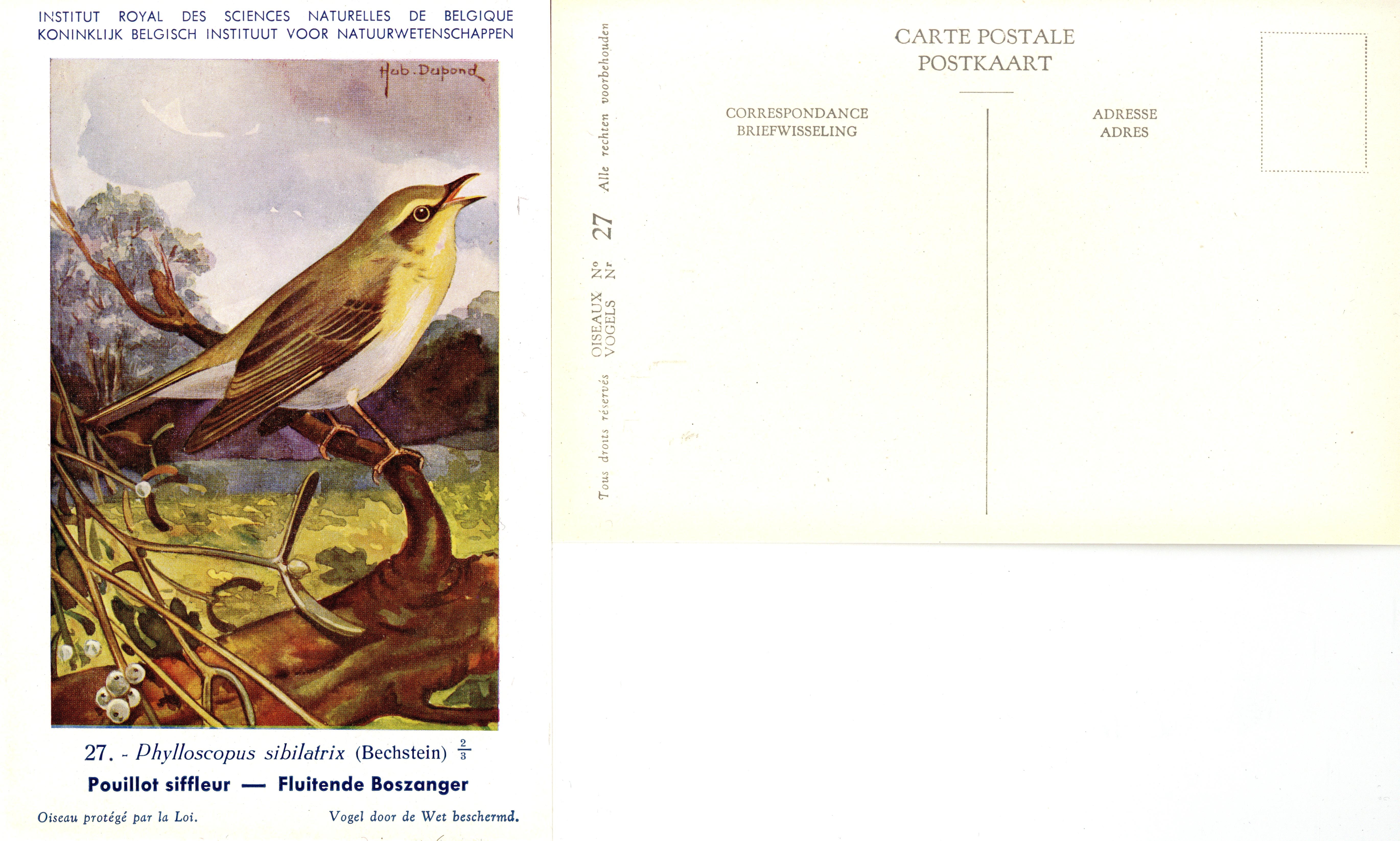 027 Pouillot siffleur - Fluitende Boszanger