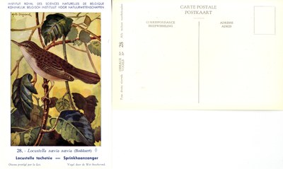 028 Locustelle tachetée - Sprinkhaanzanger