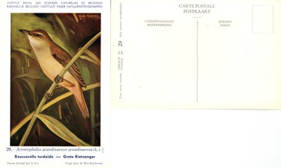 029 Rousserolle turdoïde - Grote Rietzanger