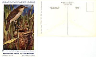 030 Rousserole des roseaux - Kleine Rietzanger