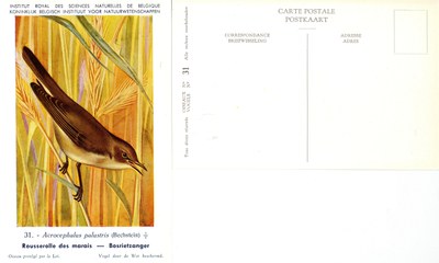 031 Rousserolle des marais - Bosrietzanger