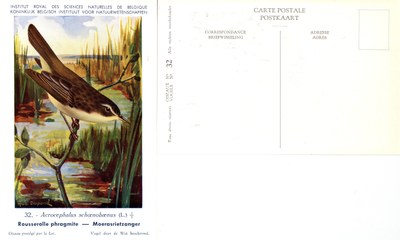 032 Rousserolle phragmite - Moerasrietzanger