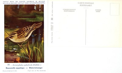 033 Rousserolle aquatique - Waterrietzanger