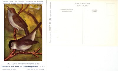 036 Fauvette à tëte noire - Zwartkopgrasmus