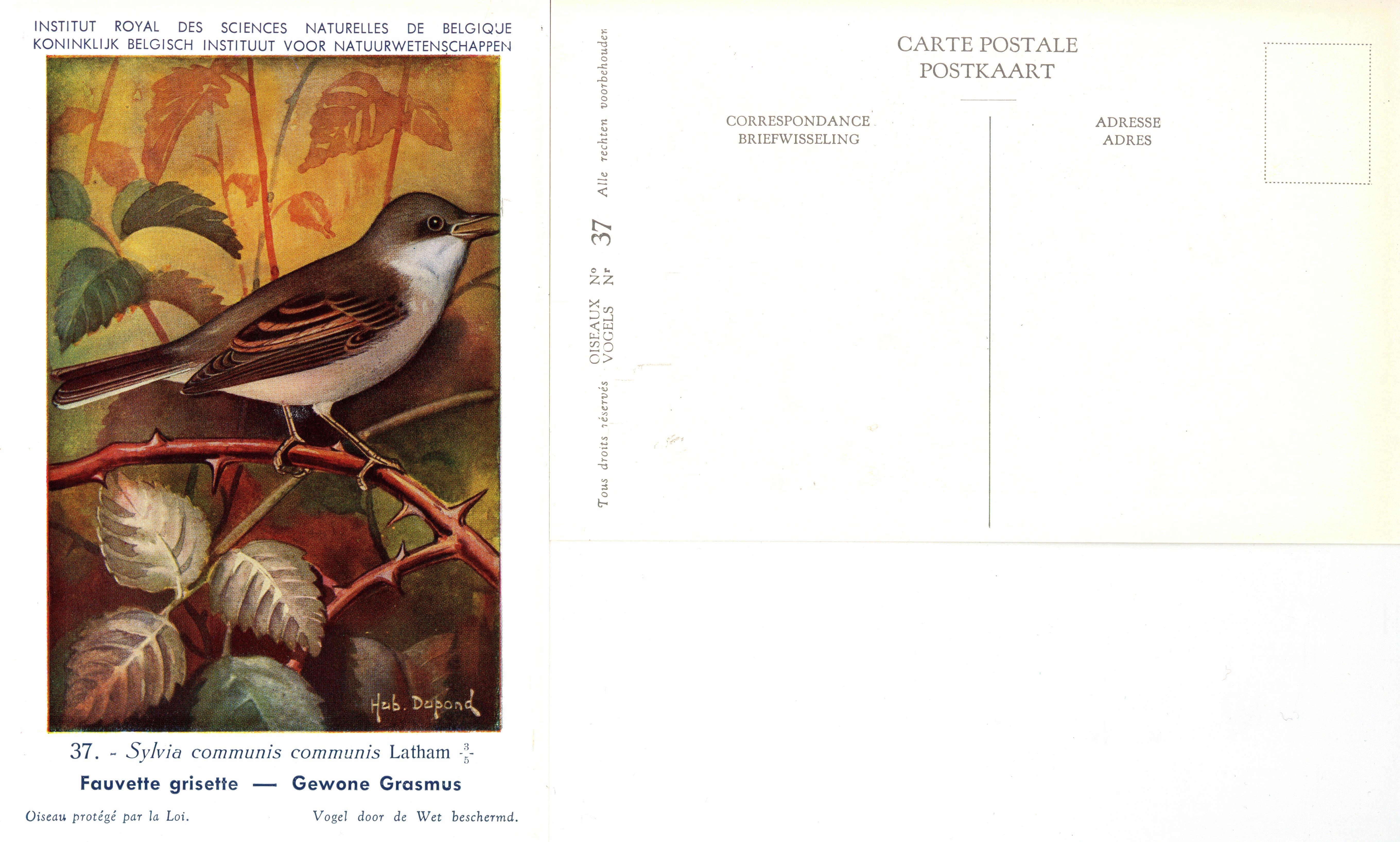 037 Fauvette grisette - Gewone Grasmus