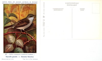 037 Fauvette grisette - Gewone Grasmus