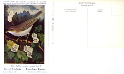 038 Fauvette babillarde - Braamsluiper-Grasmus