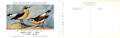 039 Motteux cendré - Tapuit