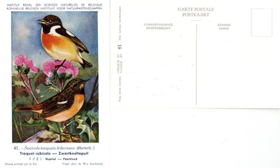 041 Traquet rubicole - Zwartkeeltapuit
