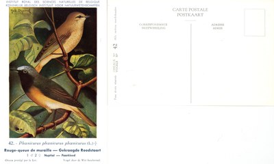 042 Rouge-queue de muraille - Gekraagde Roodstaart