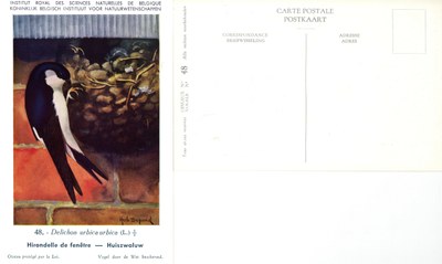 048 Hirondelle de fenêtre - Huiszwaluw