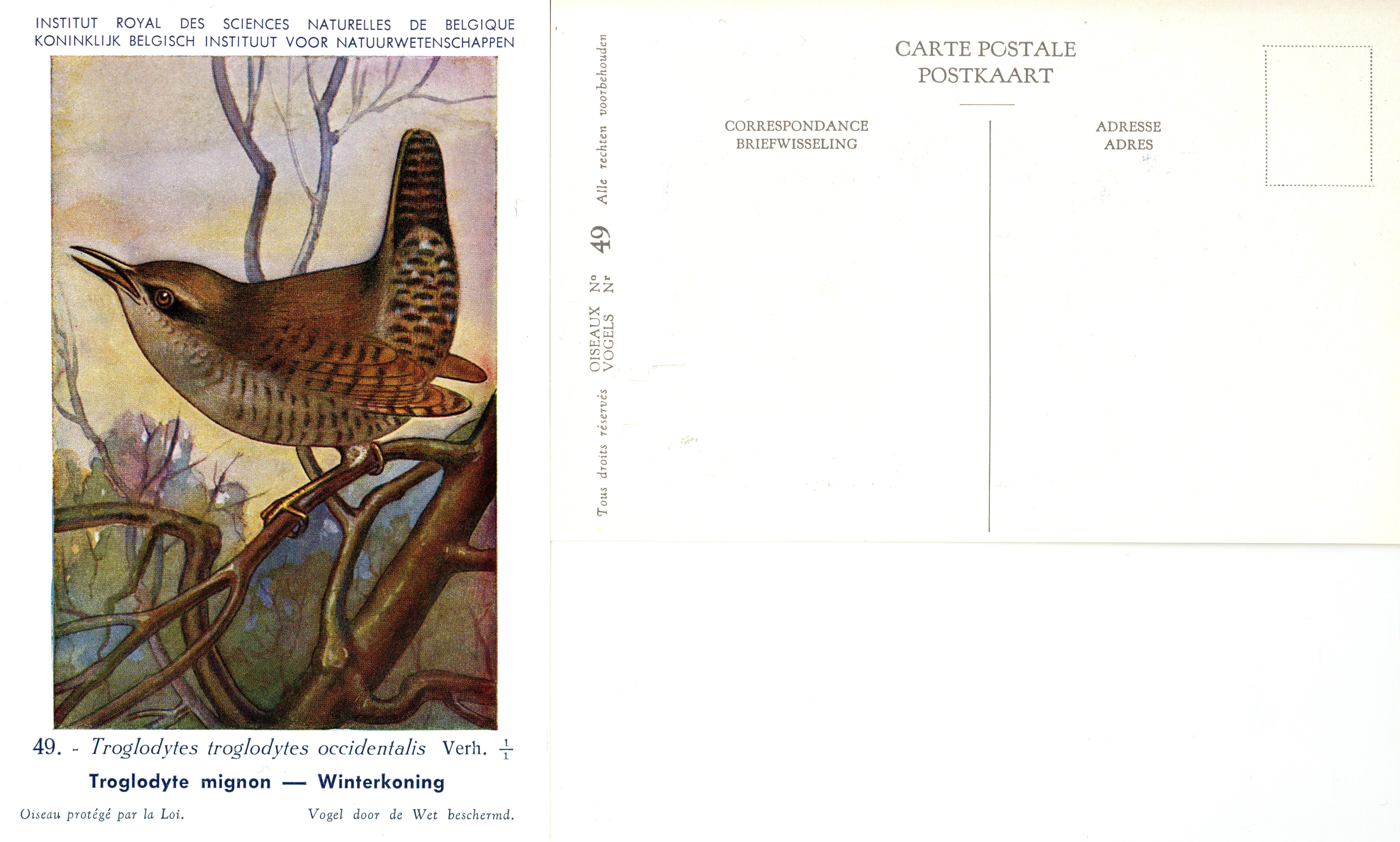 049 Troglodyte mignon - Winterkoning