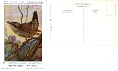 049 Troglodyte mignon - Winterkoning