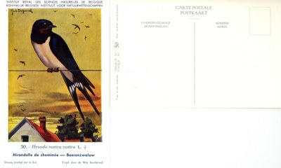 050 Hirondelle de cheminée - Boerenzwaluw