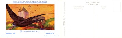 053 Martinet noir - Gierzwaluw