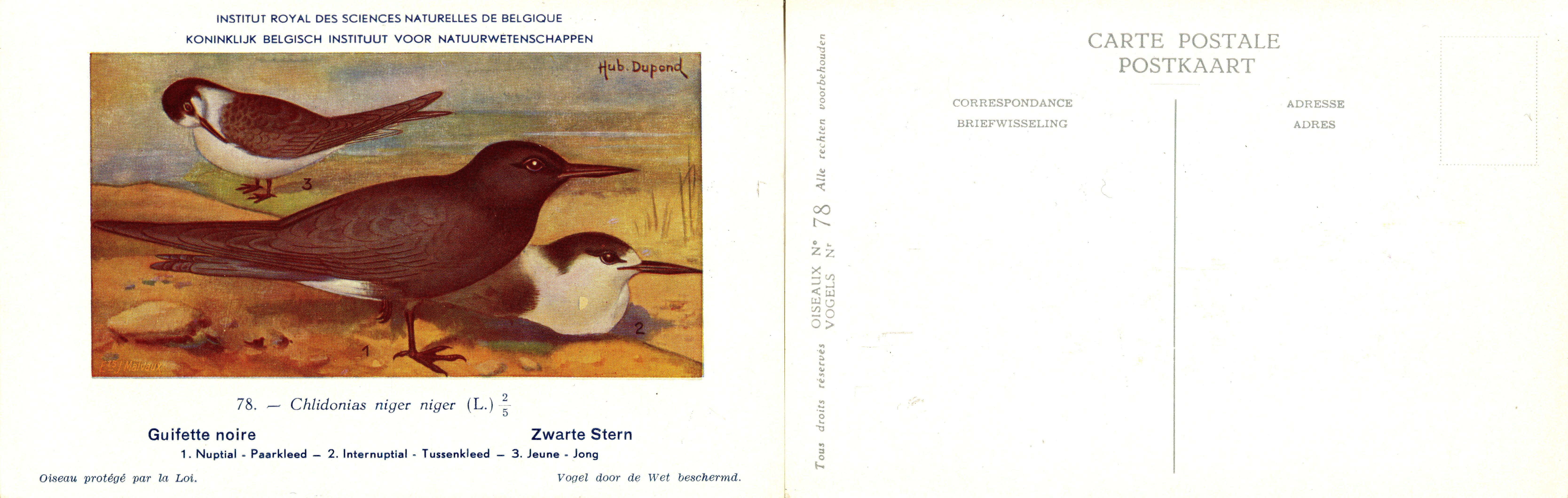 078 Guifette noire - Zwarte Stern
