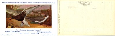 079 Guifette à ailes blanches - Witvleugelmoeraszwaluw