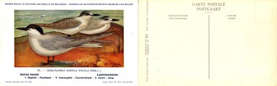 081 Sterne hansel - Lachzeezwaluw