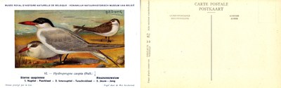 082 Sterne Caspienne - Reuzezeezwaluw