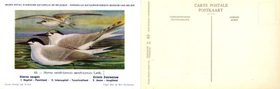 083 Sterne caugec - Groote Zeezwaluw