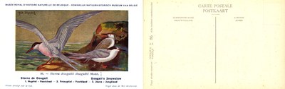 086 Sterne de Dougall - Dougall's Zeezwaluw