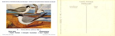 087 Sterne naine - Dwergzeezwaluw