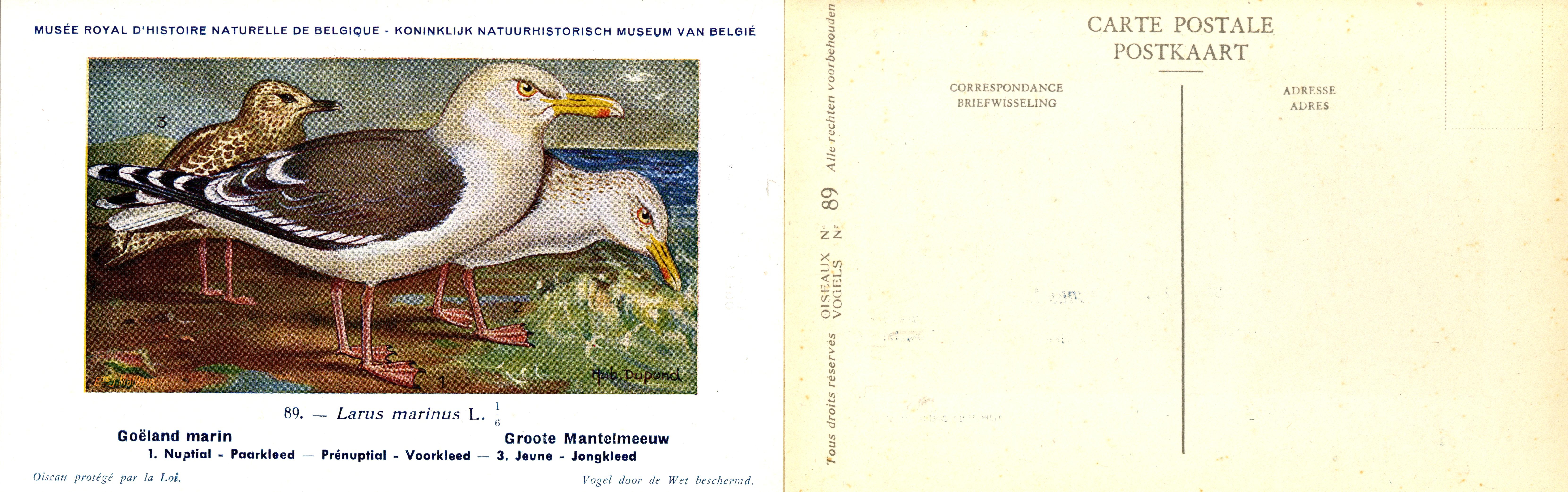 089 Goëland marin - Groote Mantelmeeuw