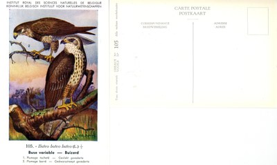 105 Buse variable - Buizerd