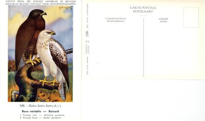 106 Buse variable - Buizerd