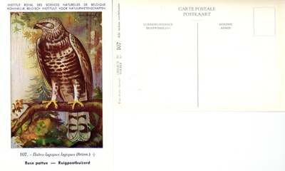 107 Buse pattue - Ruigpootbuizerd