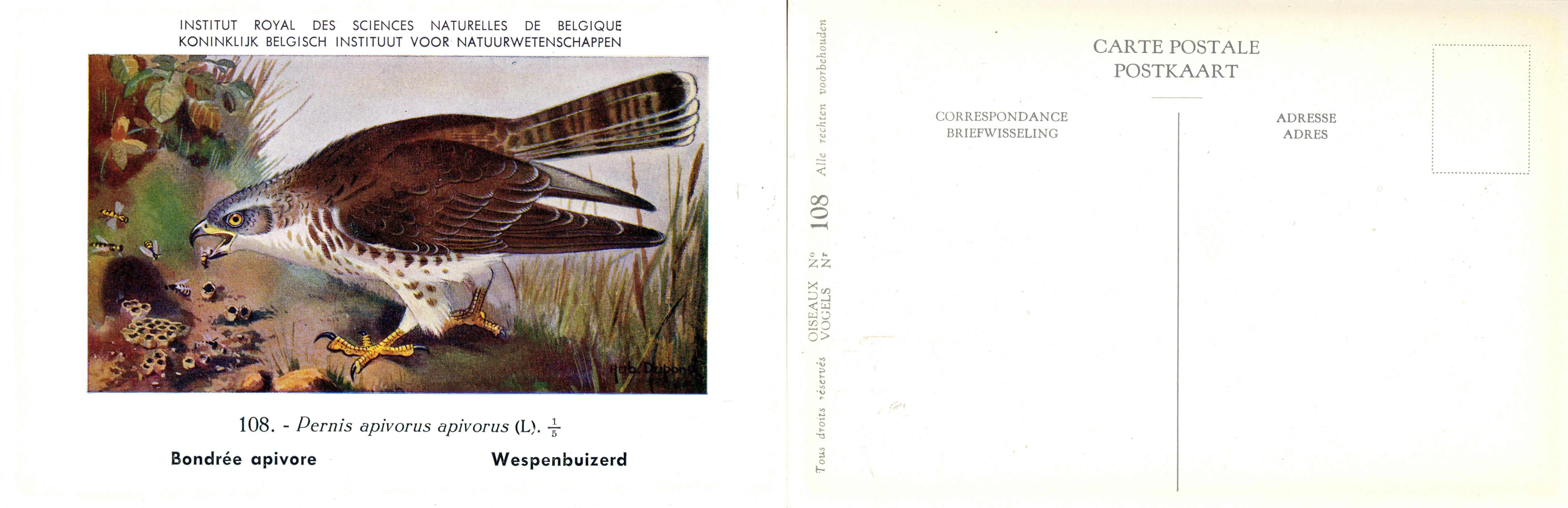 108 Bondrée apivore - Wespenbuizerd